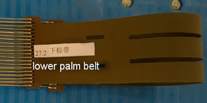 lower palm belt